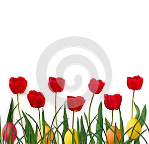 Easter decoration. Beautiful flowers red tulips, grass and colored easter eggs on a white background with space for text. Top view