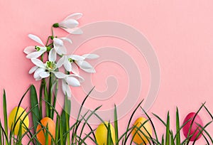 Easter decoration. Beautiful flowers white snowdrops, grass and colored easter eggs on a coral color paper with space for text.