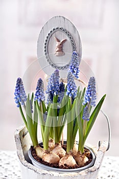 Easter decoration with muscari flower in wooden pot photo