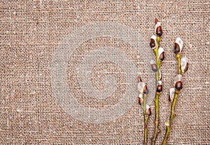 Easter decoration with catkins on sacking