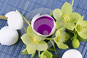 Easter decoration with egg shell with magenta tempera paint in and hellebore
