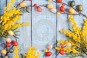 Easter decoration. A frame of yellow mimosa and twigs with colorful quail eggs on a background of blue wooden boards