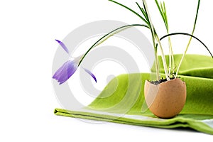 Easter decoration idea, crocus planted in an eggshell, green na