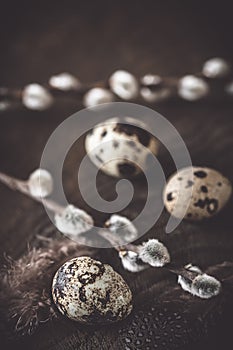 Easter decoration: natural quail eggs, feathers and willow branches on a dark wooden table