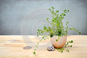 Easter decoration: Plant growing in egg shell, grunge background
