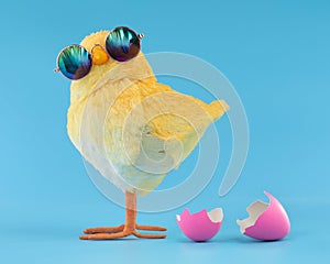 Easter decoration of a yellow chick wearing silly sunglasses with a pink cracked, hatched Easter egg