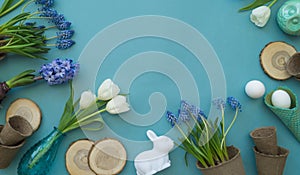 Easter decorative composition on a blue background. White tulips, flower pots, unpainted eggs and a tree.