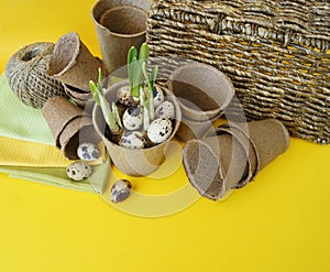 Easter decorative composition on a yellow background.Nest with quail eggs.