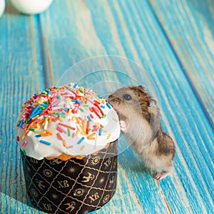 Easter deThe mouse eats an Easter cake on a turquoise wooden table.