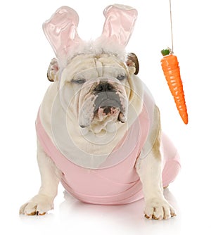 Easter dog