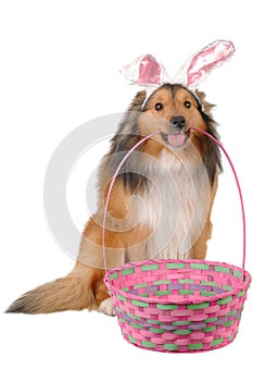 Pascua de resurrección el perro 2 