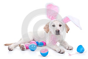 Easter Dog img