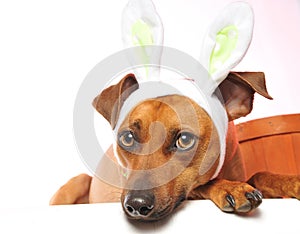 Easter dog