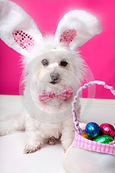 Easter dog with bunny ears and eggs