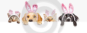 Easter Dogs and Cats Over Web Banner