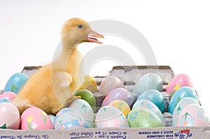 Easter Duck With Confetti Eggs