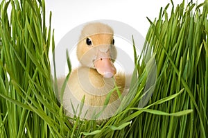 Easter Duck in the Grass