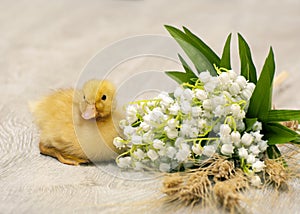 Easter duckling