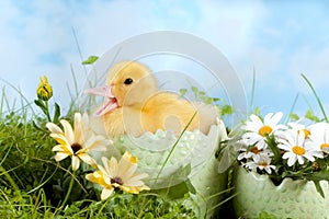 Easter Duckling calling
