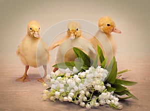 Easter ducklings