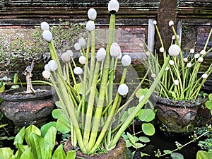 Easter. Easter eggs. Eggshell worn on the tip of cactus stems. Easter eggshell on a cactus. Green plant with long petals