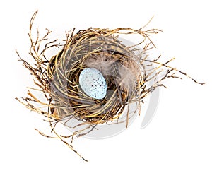 Easter egg in birds nest