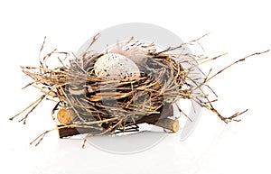 Easter egg in birds nest