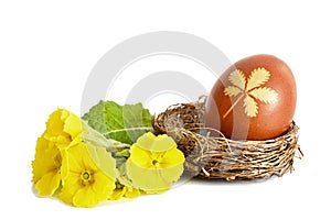 Easter egg colored naturally with onion peel and primrose flowers