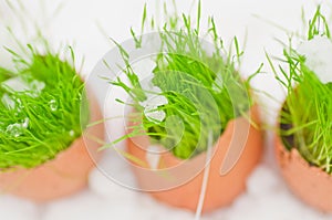Easter egg with green grass over snow