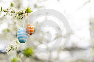 A Easter egg is hanging on a branch of a blooming cherry tree. Easter spring background