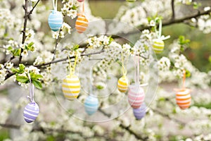 A Easter egg is hanging on a branch of a blooming cherry tree. Easter spring background