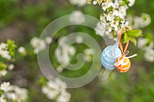 A Easter egg is hanging on a branch of a blooming cherry tree. Easter spring background