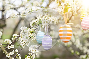 A Easter egg is hanging on a branch of a blooming cherry tree. Easter spring background