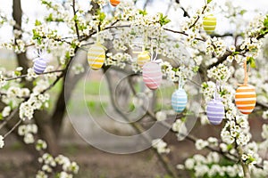 A Easter egg is hanging on a branch of a blooming cherry tree. Easter spring background