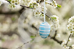 A Easter egg is hanging on a branch of a blooming cherry tree. Easter spring background