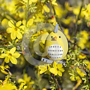 Easter egg hidden among yellow flowers of tree in spring garden. Happy easter holiday background. Funny greeting card