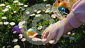Easter Egg Hunt. child collects colored eggs in a spring meadow with daisies