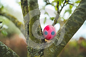 Easter egg hunt, colorful easter egg hidden in a tree in the garden, traditional game during spring time for the kids