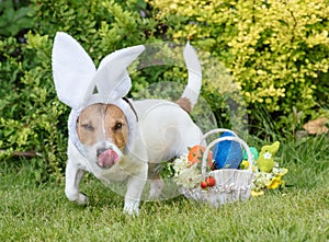Easter egg hunt concept with dog looking for eggs and Eastertide gifts basket
