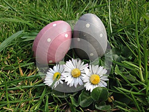 Easter egg hunt eggs in grass with daisy stock, photo, photograph, image, picture