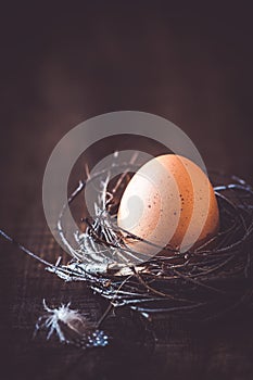 Easter egg in a nest with a feather