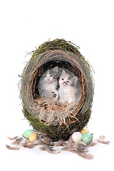 Easter Egg Themed Kitten Portrait With Feathers