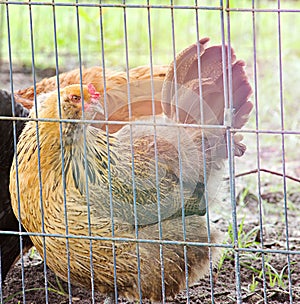 Easter Egger Chicken