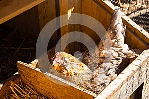 Easter Egger Chicken In Laying Box Nesting