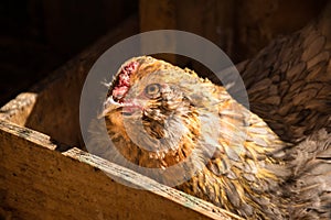 Easter Egger Chicken In Laying Box Nesting