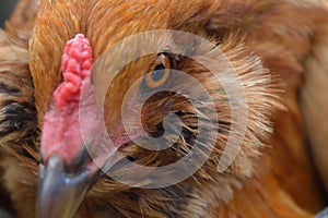 Easter egger chicken up close