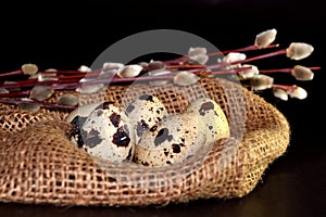 Easter eggs in bagging and willow branches on black background