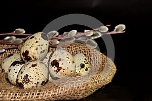 Easter eggs in bagging and willow branches on black background