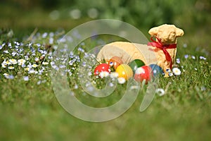 Easter eggs and a baked Easter lamb in a meadow photo
