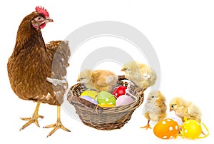 Easter eggs in a basket and chickens with a hen